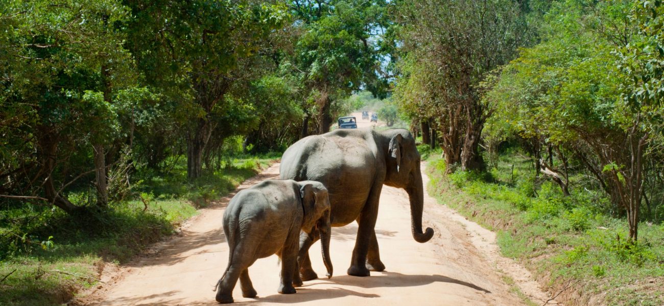 sri lanka tour package